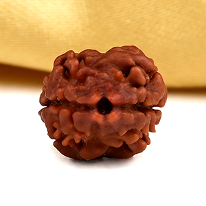 Rare 2 Mukhi from Nepal - CC