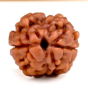 Rare 2 Mukhi from Nepal - CCI