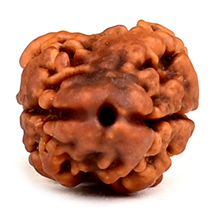 Rare 2 Mukhi from Nepal - CCII