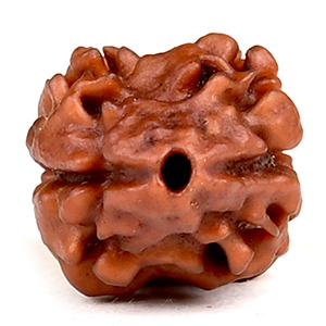 Rare 2 Mukhi from Nepal - CCIII