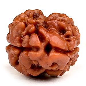 Rare 2 Mukhi from Nepal - CCIV