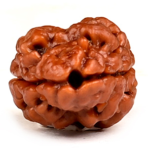 Rare 2 Mukhi from Nepal - CCV