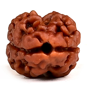 Rare 2 Mukhi from Nepal - CCVI