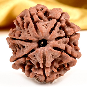 Collector 7 Mukhi from Nepal - DCLIII