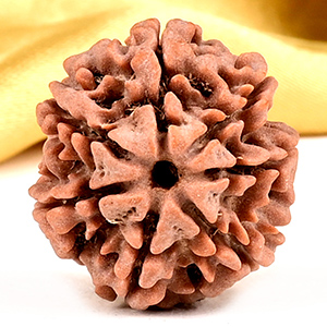 Collector 7 Mukhi from Nepal - DCLIV