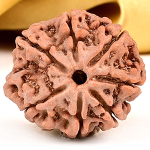Buy Collector 7 Mukhi from Nepal - DCLV from Rudra Centre (Rudraksha Ratna) at reasonable prices.