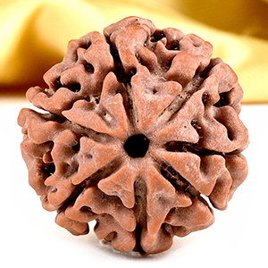 Collector 7 Mukhi from Nepal - DCLVI