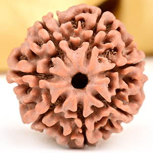 Buy Collector 7 Mukhi from Nepal - DCLVII from Rudra Centre (Rudraksha Ratna) at reasonable prices.