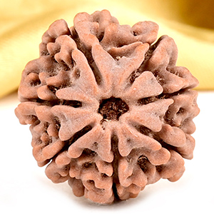 Collector 7 Mukhi from Nepal - DCLX