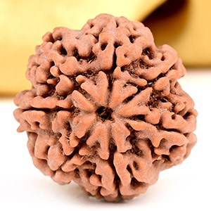 Collector 7 Mukhi from Nepal - DCLXI
