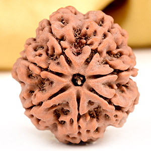 Collector 7 Mukhi from Nepal - DCLXII