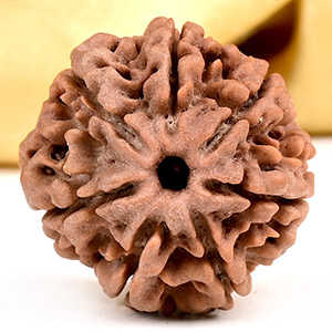 Collector 7 Mukhi from Nepal - DCLXIII