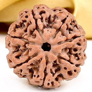 Collector 7 Mukhi from Nepal - DCLXIV