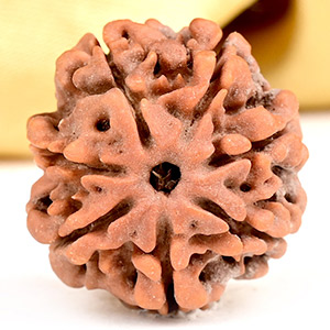 Collector 7 Mukhi from Nepal - DCLXVI