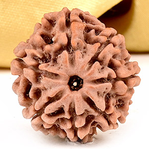 Collector 7 Mukhi from Nepal - DCLXVII