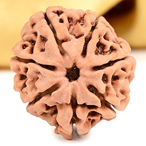 Buy Collector 7 Mukhi from Nepal - DCLXIX from Rudra Centre (Rudraksha Ratna) at reasonable prices.