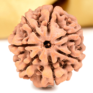 Buy Collector 7 Mukhi from Nepal - DCLXX from Rudra Centre (Rudraksha Ratna) at reasonable prices.
