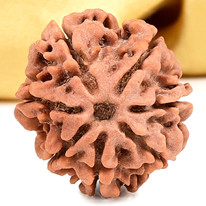 Buy Collector 7 Mukhi from Nepal - DCLXXI from Rudra Centre (Rudraksha Ratna) at reasonable prices.