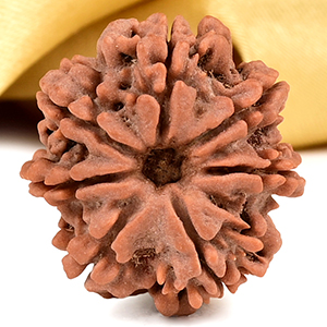 Buy Collector 7 Mukhi from Nepal - DCLXXII from Rudra Centre (Rudraksha Ratna) at reasonable prices.