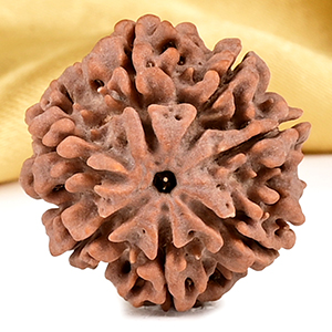 Buy Collector 7 Mukhi from Nepal - DCLXXIII from Rudra Centre (Rudraksha Ratna) at reasonable prices.