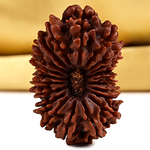 Collector 21 Mukhi from Nepal - V