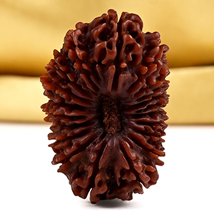 20 Mukhi Super Collector from Nepal - CVII