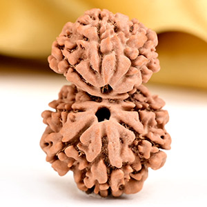Buy Gauri Shankar 9 Mukhi from Nepal Small - IV from Rudra Centre (Rudraksha Ratna) at reasonable prices.