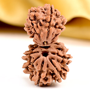 Buy Gauri Shankar 9 Mukhi from Nepal Small - V from Rudra Centre (Rudraksha Ratna) at reasonable prices.
