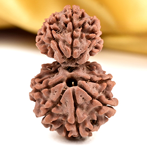 Gauri Shankar 10 Mukhi from Nepal Small - II