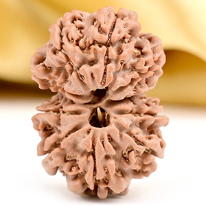 Buy Gauri Shankar 10 Mukhi from Nepal Small - III from Rudra Centre (Rudraksha Ratna) at reasonable prices.