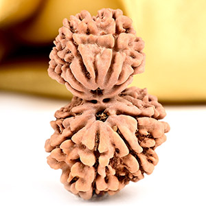 Buy Gauri Shankar 10 Mukhi from Nepal - LII from Rudra Centre (Rudraksha Ratna) at reasonable prices.