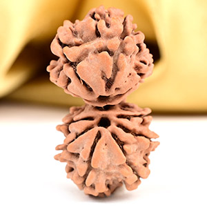 Buy Gauri Shankar 10 Mukhi from Nepal - LIII from Rudra Centre (Rudraksha Ratna) at reasonable prices.
