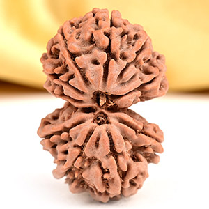 Buy Gauri Shankar 10 Mukhi from Nepal - LIV from Rudra Centre (Rudraksha Ratna) at reasonable prices.