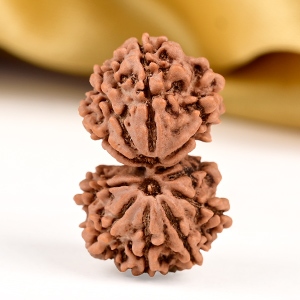 Buy Gauri Shankar 11 Mukhi from Nepal Small - II from Rudra Centre (Rudraksha Ratna) at reasonable prices.