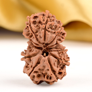 Buy Gauri Shankar 11 Mukhi from Nepal Small - III from Rudra Centre (Rudraksha Ratna) at reasonable prices.