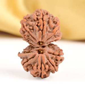 Buy Gauri Shankar 11 Mukhi from Nepal Small - IV from Rudra Centre (Rudraksha Ratna) at reasonable prices.