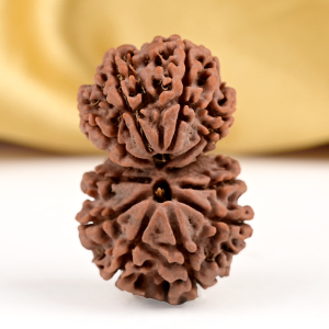 Buy Gauri Shankar 11 Mukhi from Nepal - LXIV from Rudra Centre (Rudraksha Ratna) at reasonable prices.