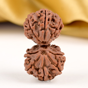 Gauri Shankar 11 Mukhi from Nepal - LXV