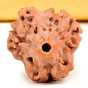 Collector 3 Mukhi from Nepal - CDXLIII