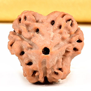 Collector 3 Mukhi from Nepal - CDXLV