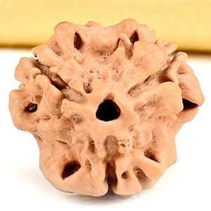 Collector 3 Mukhi from Nepal - CDXLVI