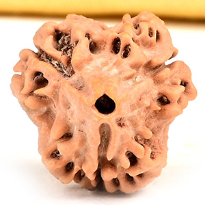 Collector 3 Mukhi from Nepal - CDLI