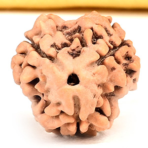 Collector 3 Mukhi from Nepal - CDLII