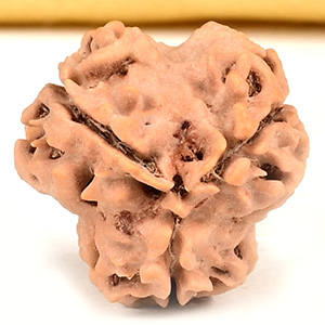 Collector 3 Mukhi from Nepal - CDLV