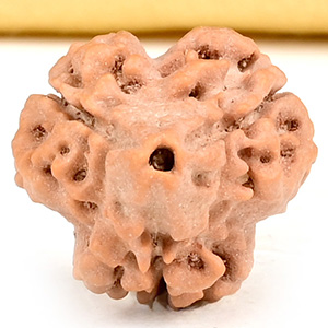 Collector 3 Mukhi from Nepal - CDLVI