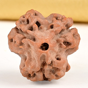 Collector 3 Mukhi from Nepal - CDLIX