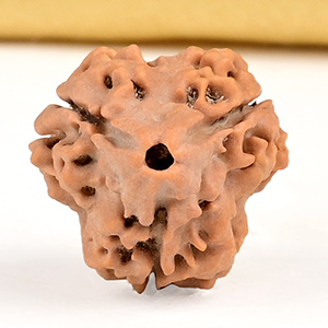 Collector 3 Mukhi from Nepal - CDLX