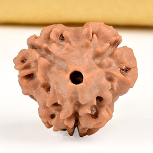 Collector 3 Mukhi from Nepal - CDLXI