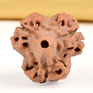 Collector 3 Mukhi from Nepal - CDLXII