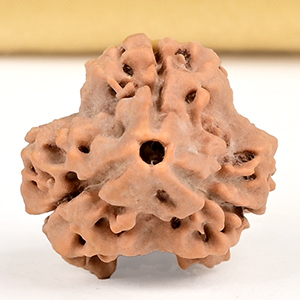 Collector 3 Mukhi from Nepal - CDLXV